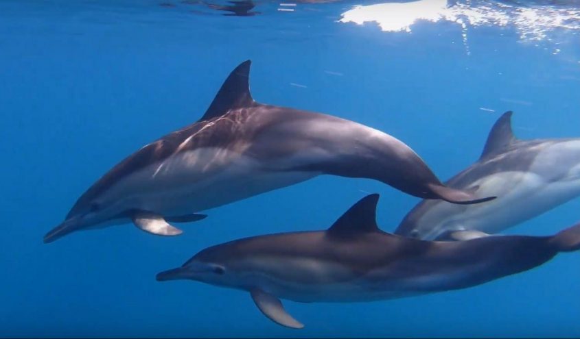 דולפינים מול חופי אשקלון. צילום: גיא לוויאן, רט"ג