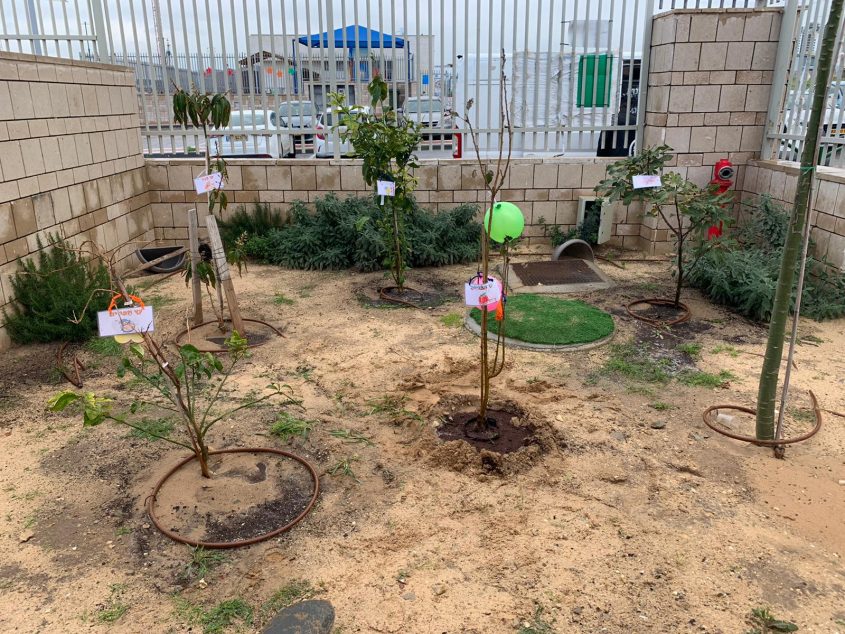 נטיעות טו בשבט באשקלון. צילום: תומר שונם הלוי