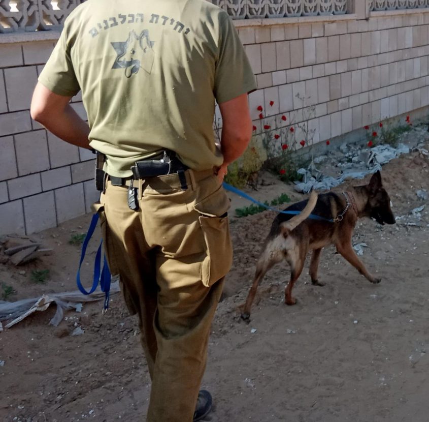כלבן יחידת הכלבנים לישראל בחיפושים אחר אסף ברוק. צילום: דוברות יכ"ל