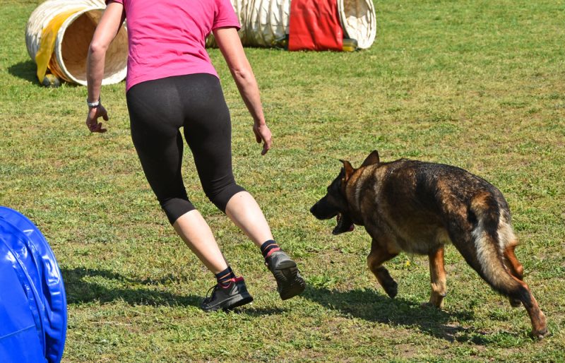 נשיכת כלב בזמן פעילות ספורט: עו"ד רונן פרידמן מסביר מהו הדין. צילום: Laszlo66, Shutterstock