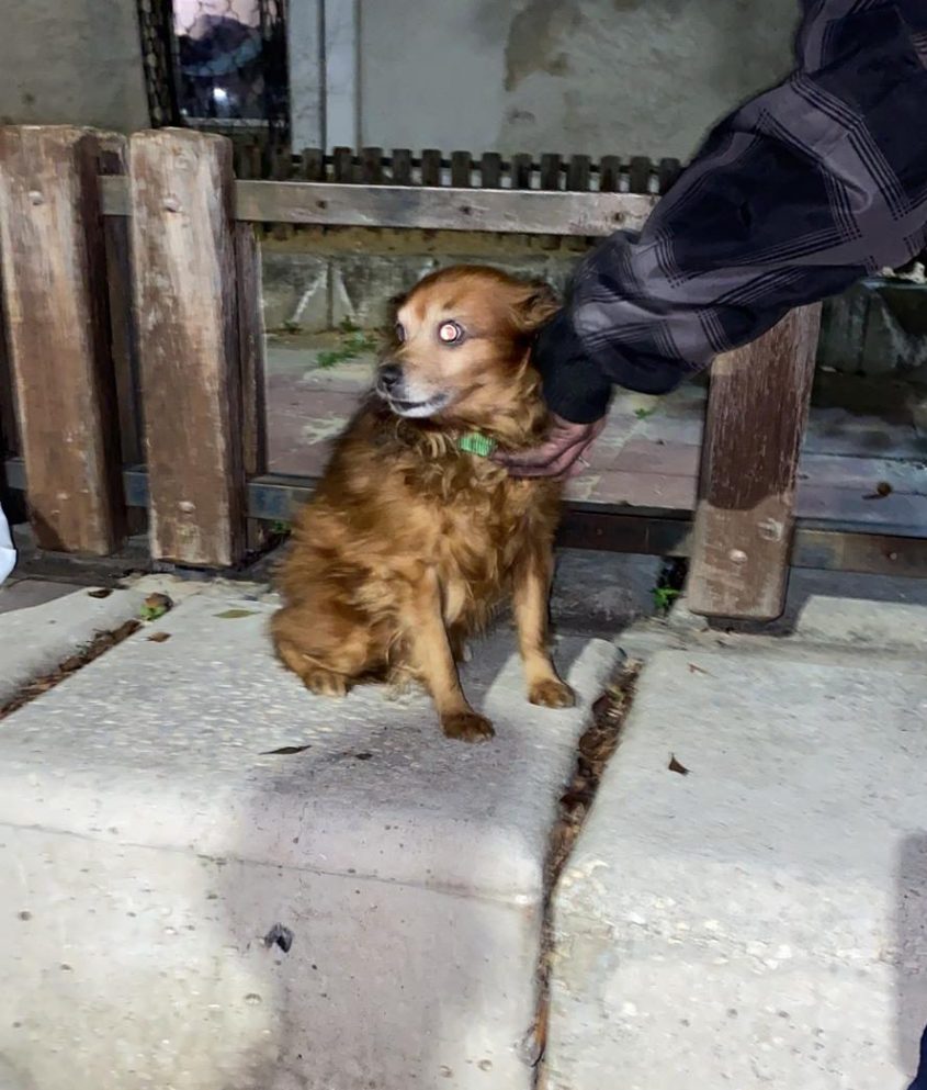 הכלב שחולץ מאחת הדיקות כשהוא ללא פגע. צילום: דוברות כב"ה דרום
