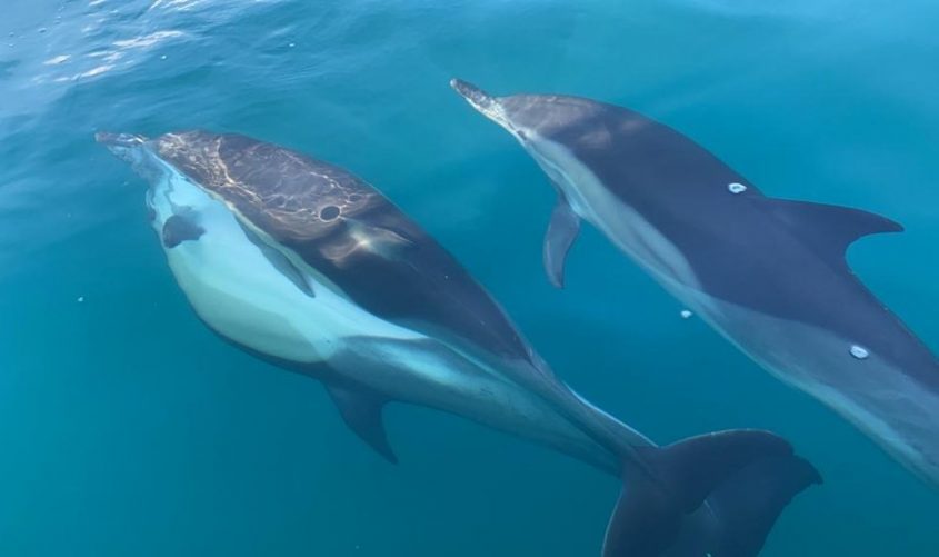 הדולפינים מתחת למים. צילום: שולמית שביט, רט"ג