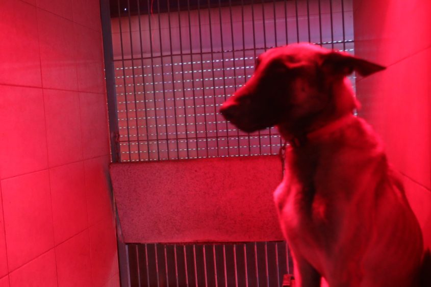 מנורות חימום הותקנו לכלבים בכלביית אשקלון. צילום: אלדד עובדיה
