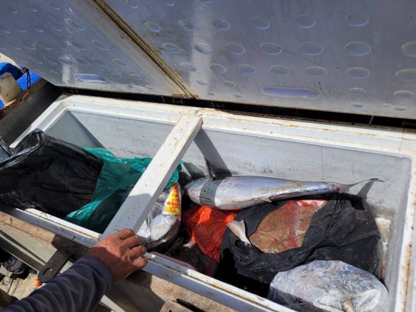 המקררים ובהם דגים אסורים לדיג. צילום: רשות הטבע והגנים