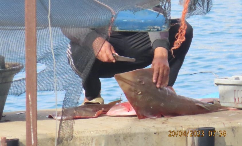 חתול ים. צילום: רשות הטבע והגנים