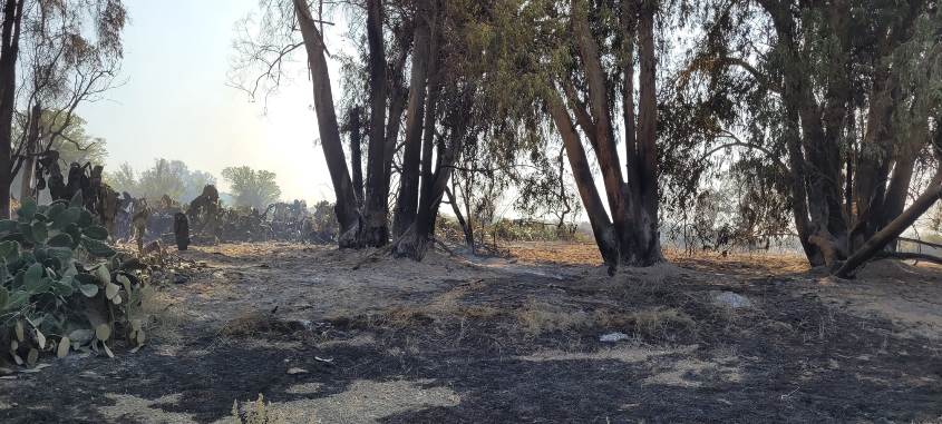 נזקי שריפה בגן הלאומי אשקלון. צילום: קובי סופר, רט"ג
