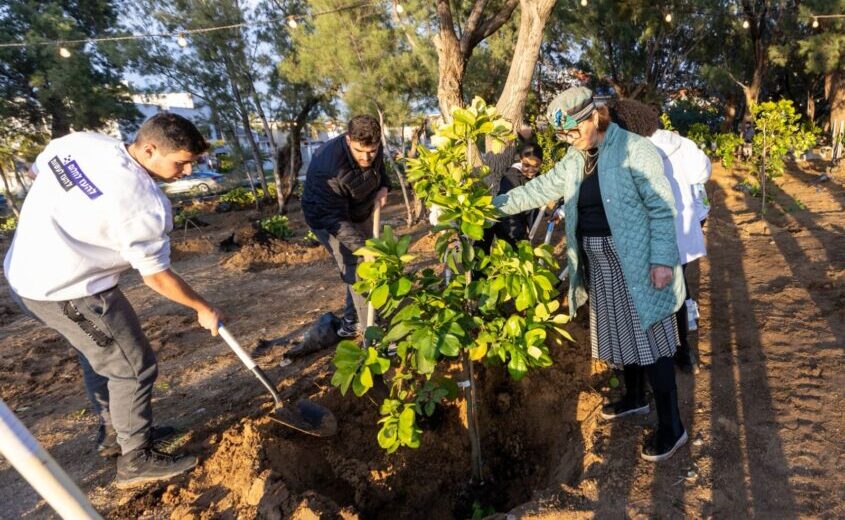 נטיעות בחורשת הנופלים באשקלון. צילום: סיון מטודי