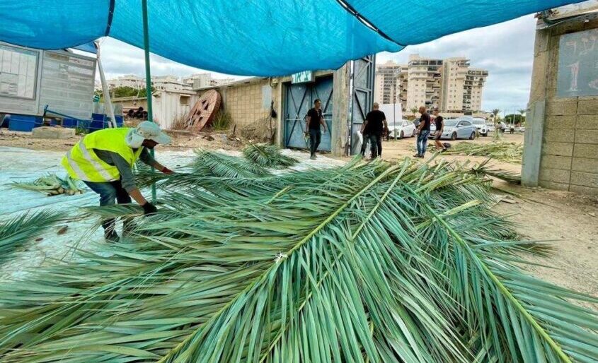 סכך לסוכה. צילום: דוברות עיריית אשקלון